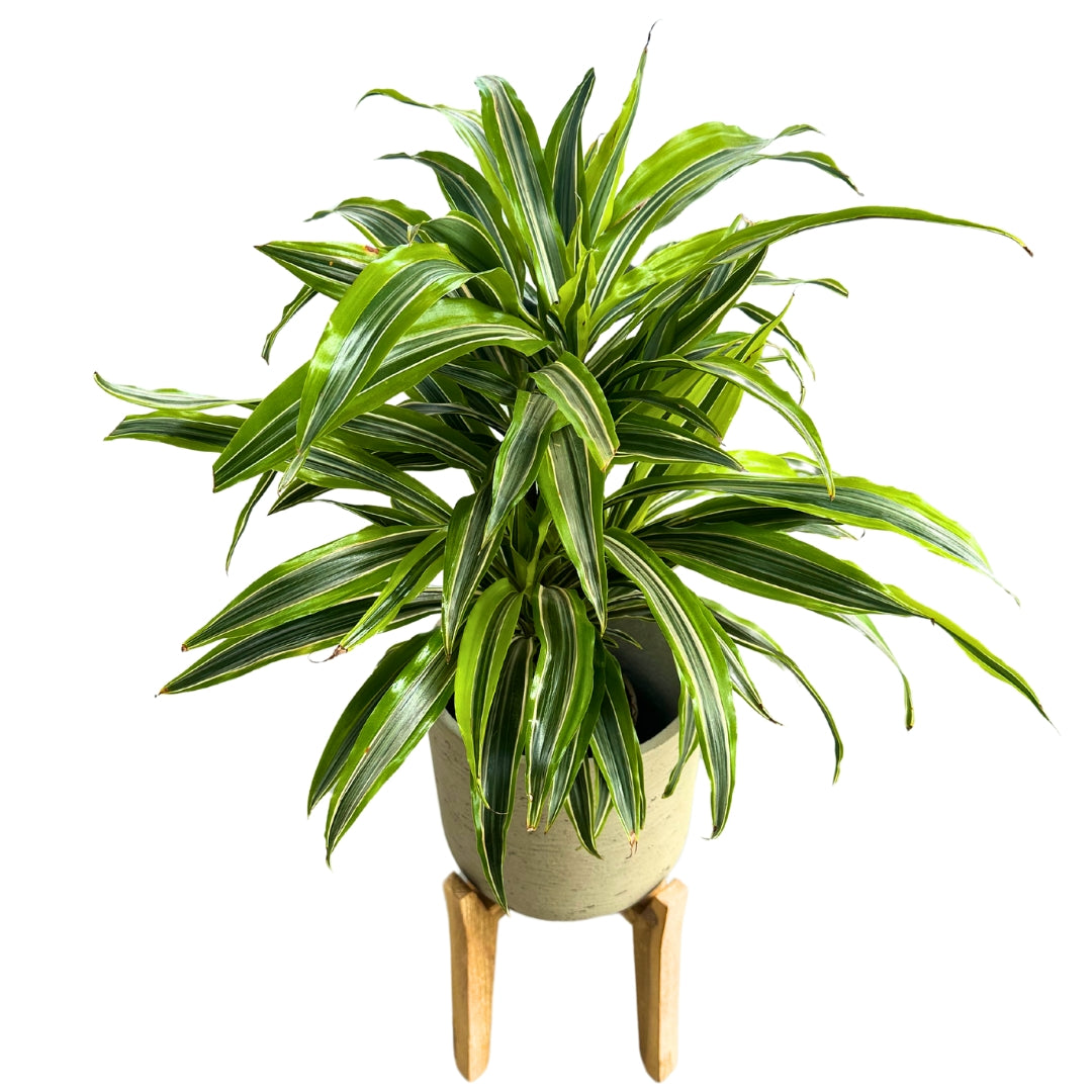 Dracena Lemon Lime 2 Troncos M17: La Planta Perfecta Para Ambientes Luminosos_0