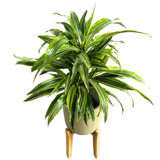 Dracena Lemon Lime 2 Troncos M17: La Planta Perfecta Para Ambientes Luminosos_0