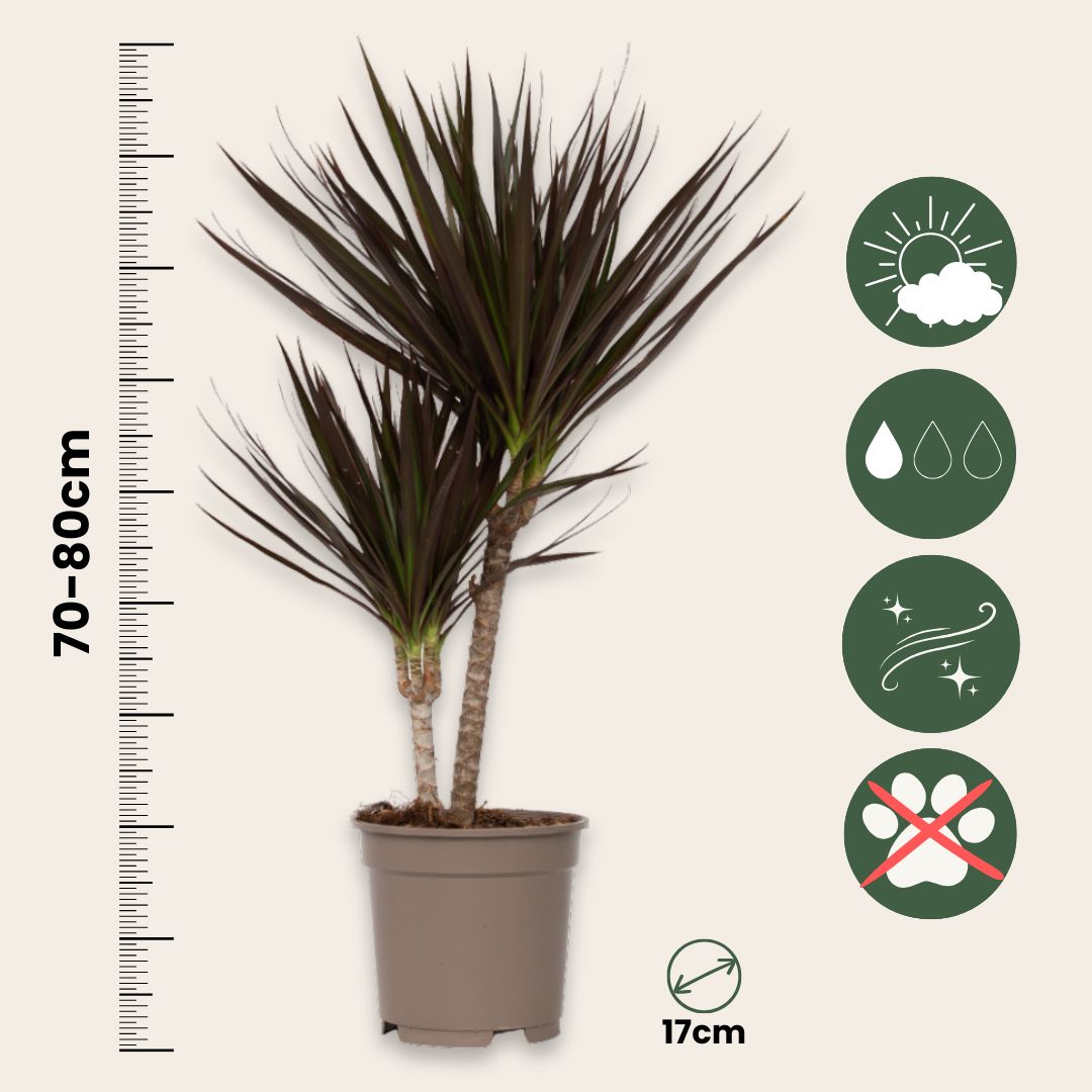 Drácena - Dracaena Marginata 'magenta' - Altura 70-80cm - ⌀17cm_2