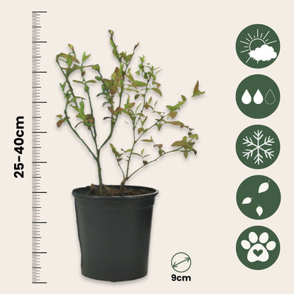 Mezcla Para Batidos - 4 Pzs - Actinidia Vaccinium Lycium - A25-40cm - ⌀9cm_2