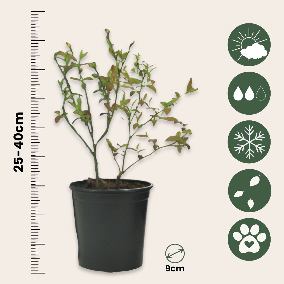 Mezcla Para Batidos - 8 Pzs - Actinidia Vaccinium Lycium - A25-40cm - ⌀9cm_2