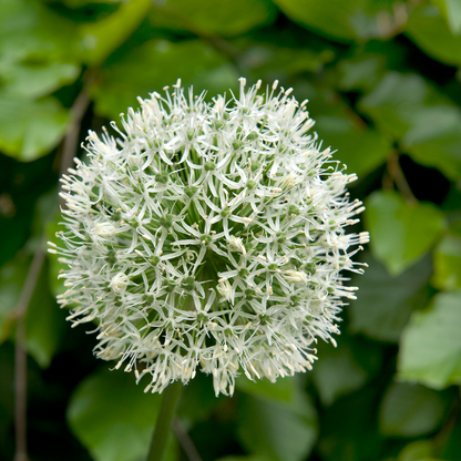 Allium Monte Everest - 3 Pzs - Allium 'mount Everest' - Bulbos De Flores_3