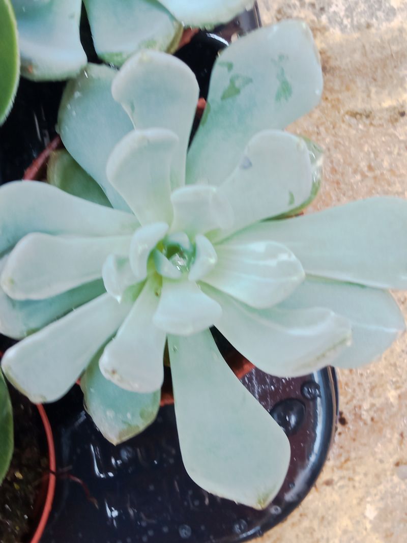 Plantas Suculentas Y Cactus A Elegir Ø5 Cm #ref19_0