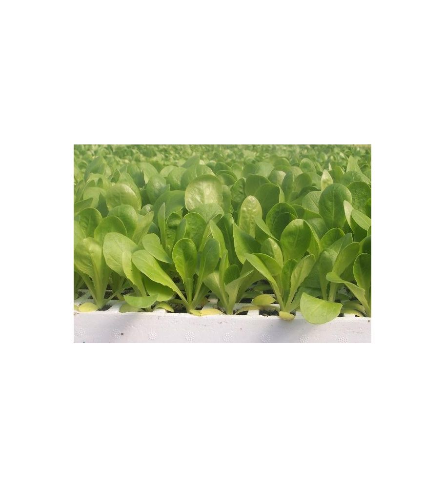 Plantón Lechuga Baby (10 Unidades)_1