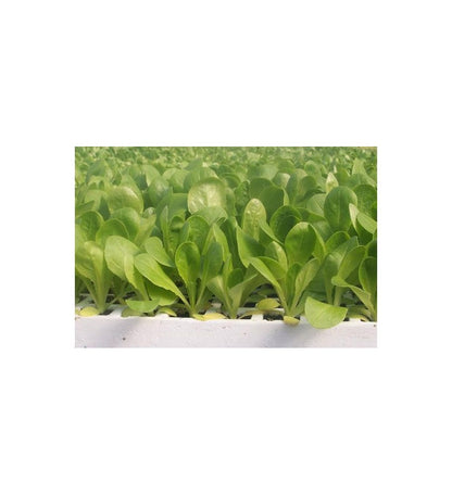 Plantón Lechuga Baby (10 Unidades)_1