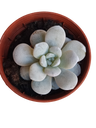 Planta Suculenta Echeveria Laui Ø5