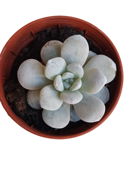 Echeveria Laui Planta Suculenta Ø5_0