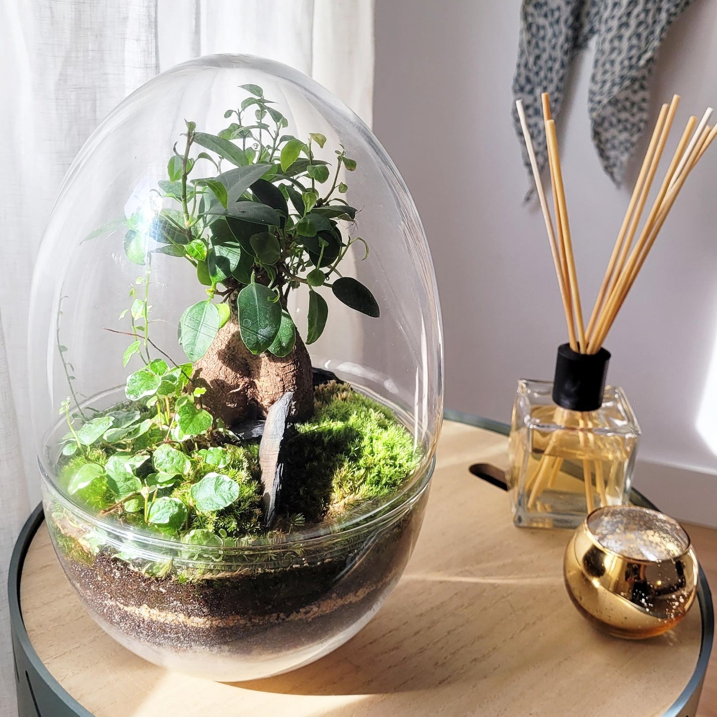 Terrário Erawa Ficus Retusa Ø8 x 28 cm