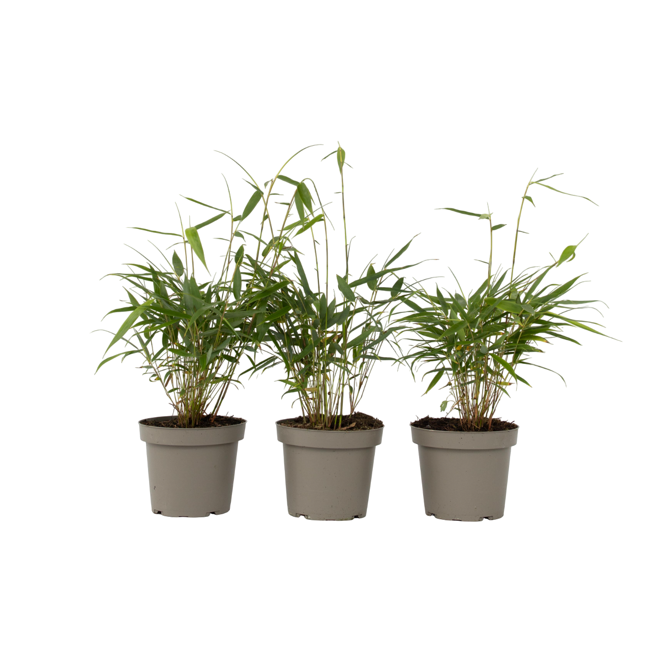 Bambú - 3 Pzs - Fargesia Scabrida 'asian Wonder' - Altura 25-40cm - ⌀13cm_0