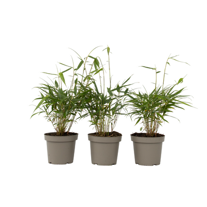 Bambú - 3 Pzs - Fargesia Scabrida 'asian Wonder' - Altura 25-40cm - ⌀13cm_0
