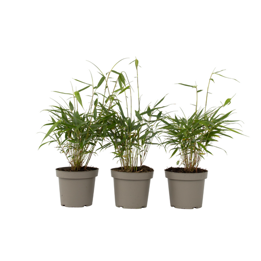 Bambú - 3 Pzs - Fargesia Scabrida 'asian Wonder' - Altura 25-40cm - ⌀13cm_0