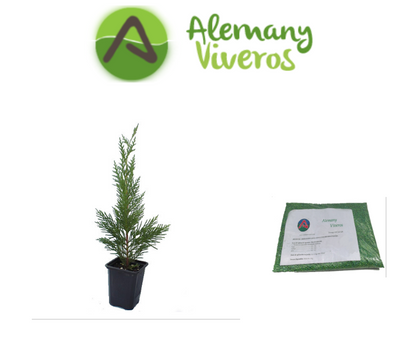 Pack De 100 Cipres Leylandii De 25 Cm Más 1 Kg. Abono_0