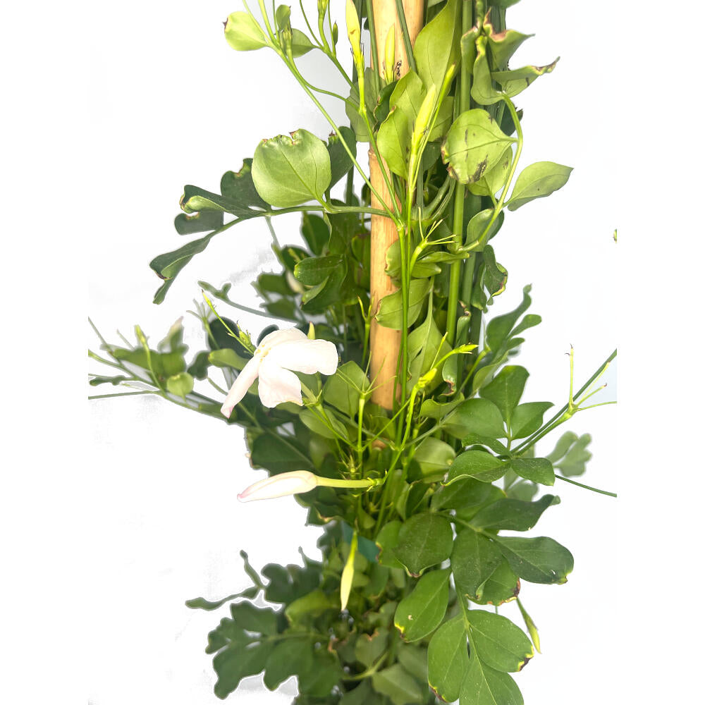 Jasminum Officinalis M20 110cm (jazmin Comun)_1