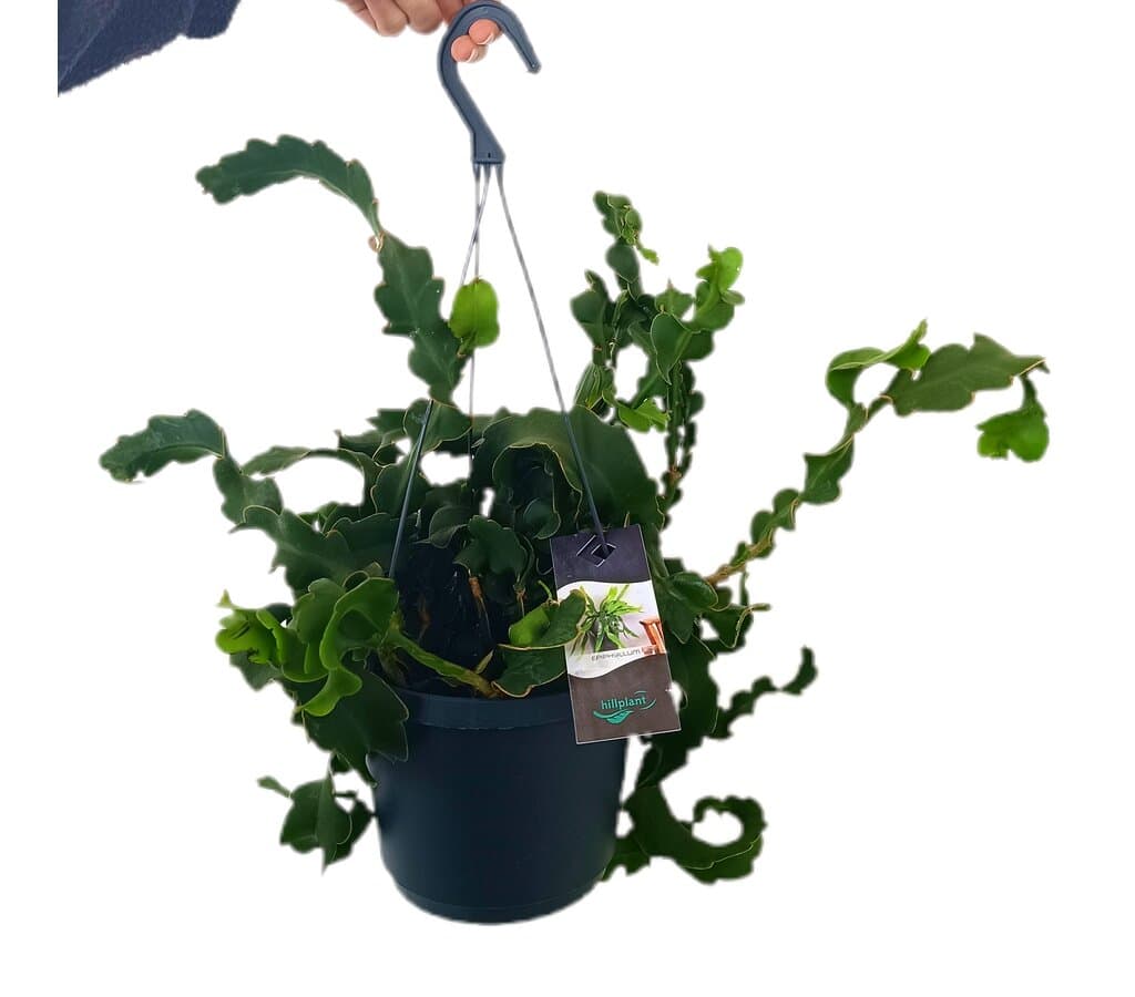 Epiphyllum Basket M17_0