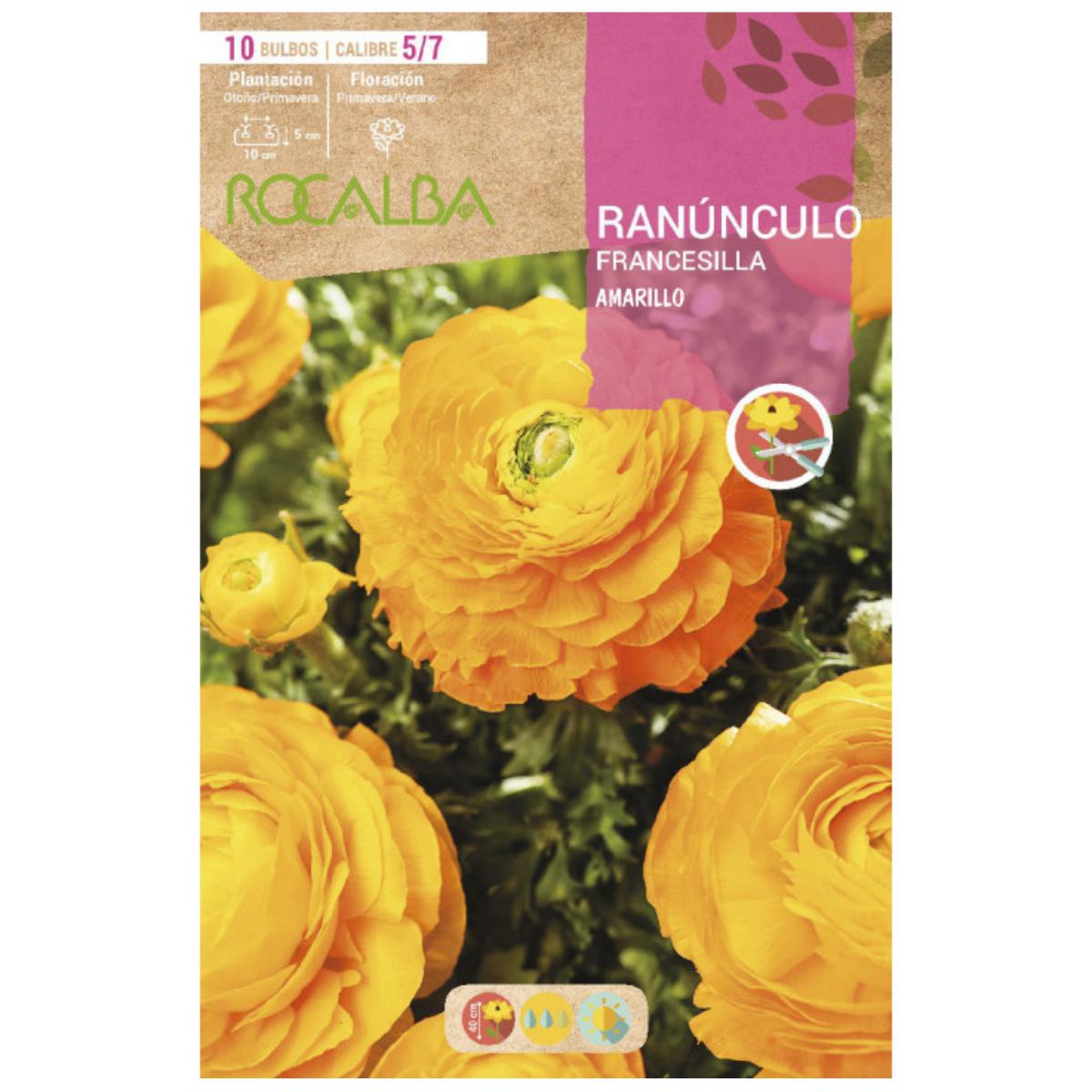 Bolbo de Ranúnculo Amarelo 10 unidades Rocalba