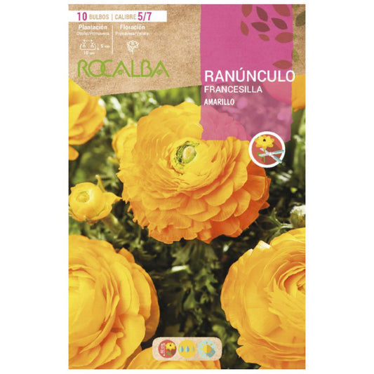 Bolbo de Ranúnculo Amarelo 10 unidades Rocalba