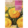 Bolbo de Ranúnculo Amarelo 10 unidades Rocalba
