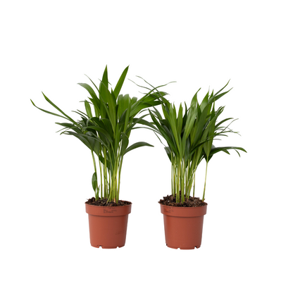 Palma Areca - 2 Pzs - Dypsis Lutescens - Altura 30-45cm - ⌀12cm_0