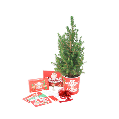 Abeto Enano Alberta - Picea Conica - Mini Árbol De Navidad Y Decoraciones_0