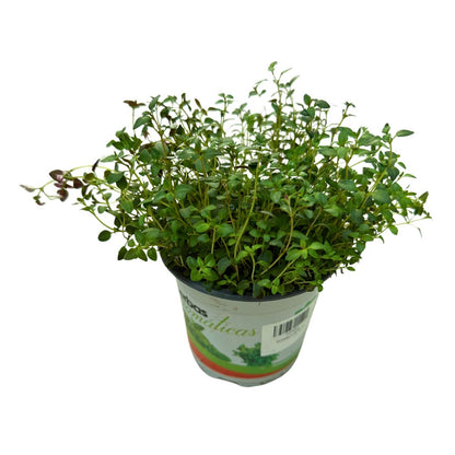 Tomillo Planta Aromática Y Medicinal (thymus Vulgaris) Maceta 14cm_0