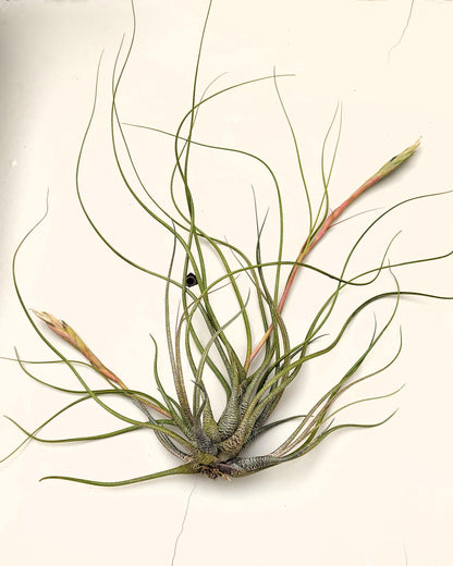 Tillandsia butzii clump; planta del aire, mata de plantas; Curiosarium; altura 10-15 cm, diámetro 30-50 cm_2