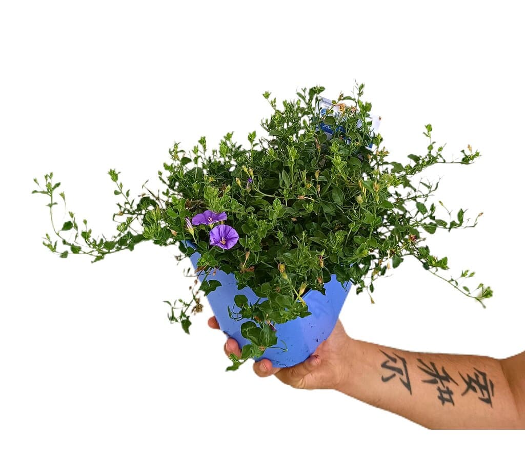 Convolvulus Sabatius M17 (campanilla Azul)_0