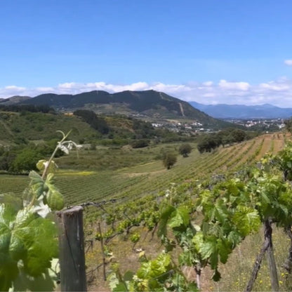 Vino Tinto - Para Muestra Un Botón Mencía 2019 - Bierzo_2