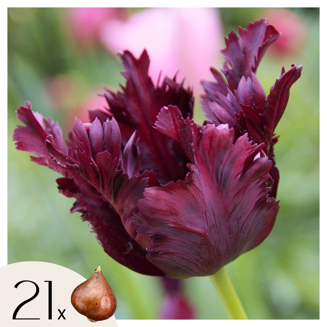 Bulbos De Tulipán - 21 Pzs - Tulipa 'black Parrot' - Bulbos De Flores - Púrpura_0