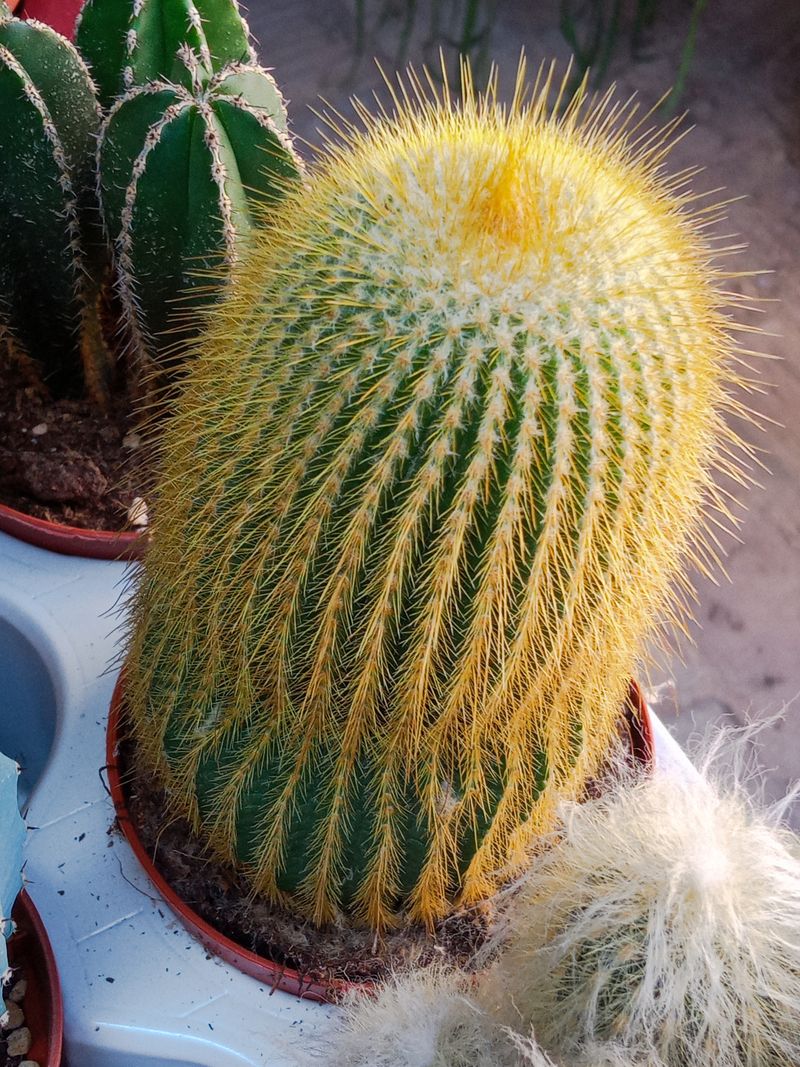 Planta Cactus Eriocactus Leninghausii Ø8 Cm_0