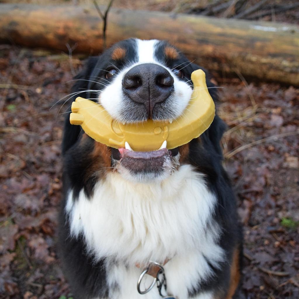 Snack para cães Garden Bites Fruity Friends L 3 unidades Duvo
