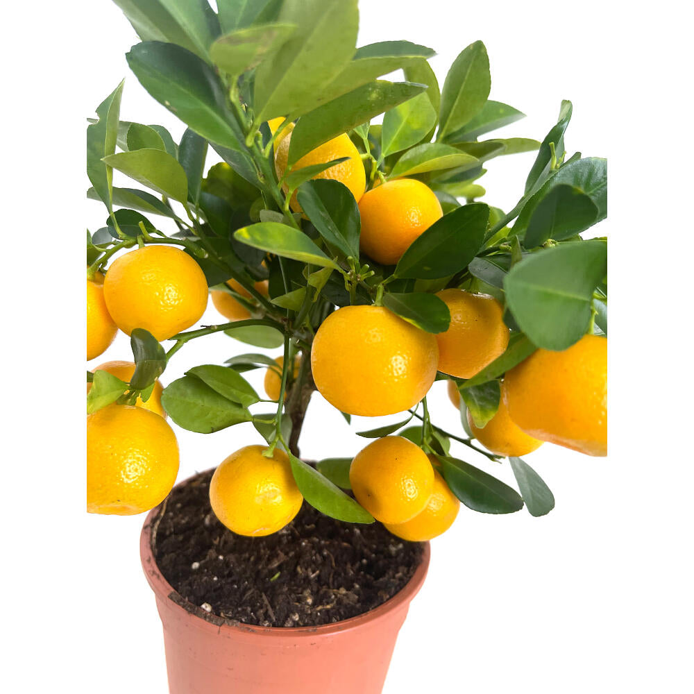 Calamondin M14 30cm (naranjo Miniatura)_2