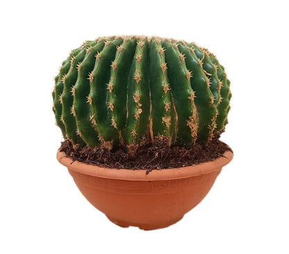 Echinocactus Grusonii Inermis M20_0