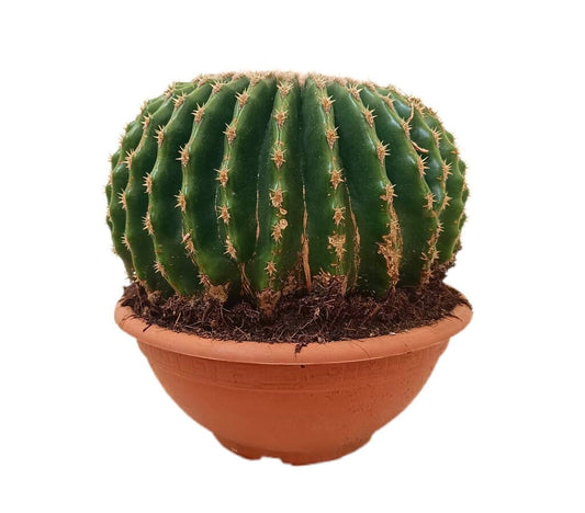 Echinocactus Grusonii Inermis M20_0