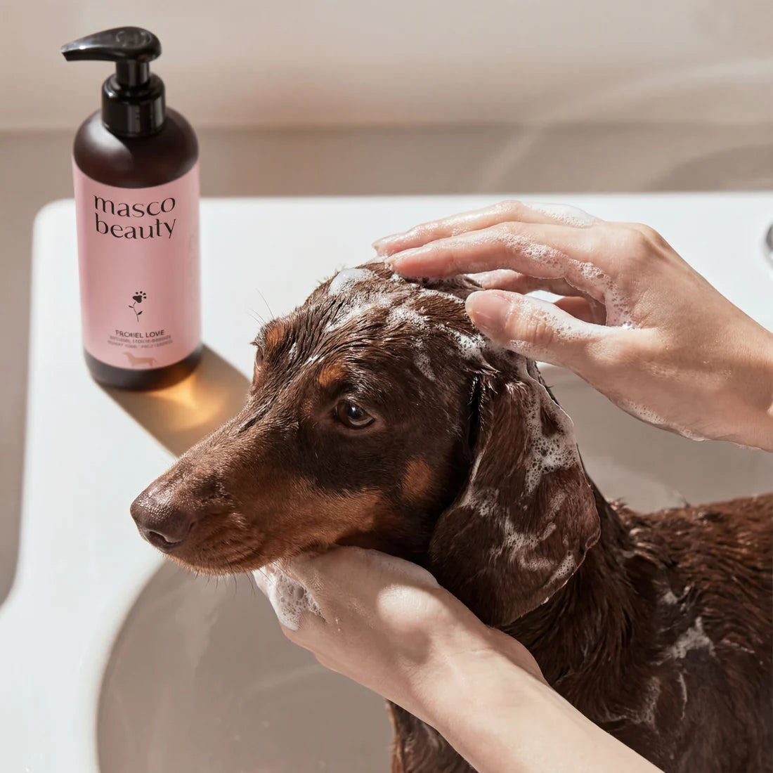 Champú perros teckel- Especial pelo corto Masco Beauty 250 ml