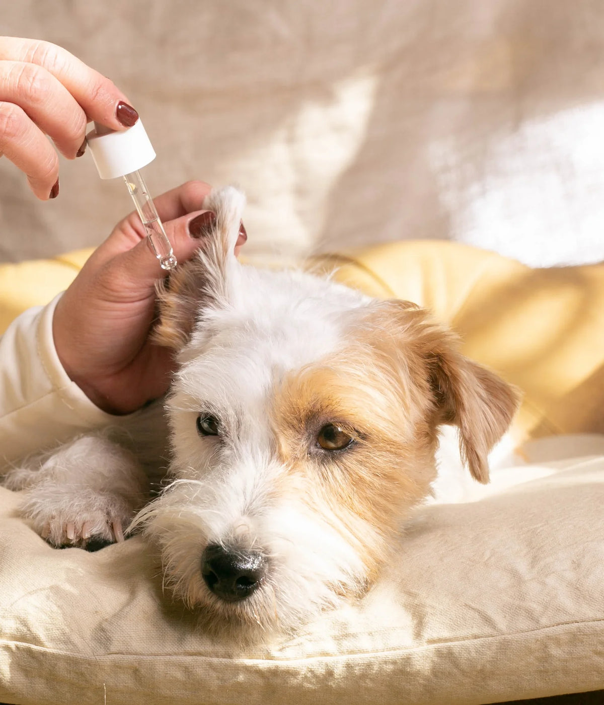 Limpiador de oídos para perros Masco Beauty 30 ml