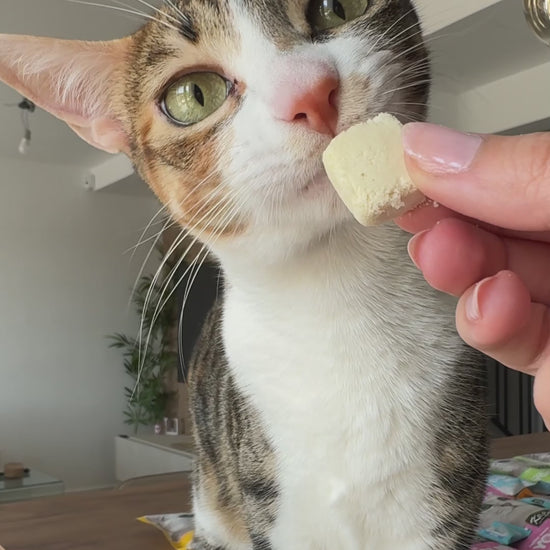 Kit Cat Yogurt Yums Liofilizado Original 10g (10 unidades)